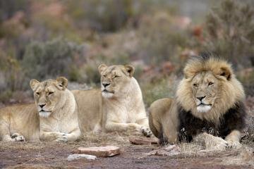 Cape Town Full Day Safari