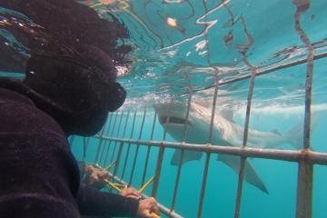 Shark Cage Diving